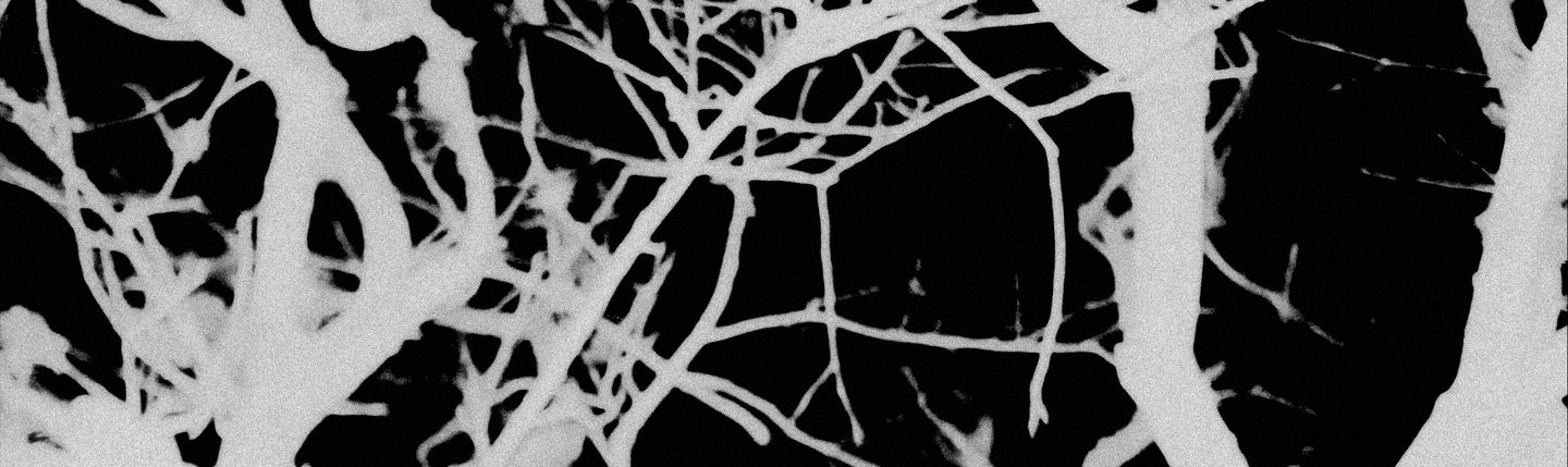 <h1>Ballena</h1><strong>Cuba / PR, 6 MIN</strong>