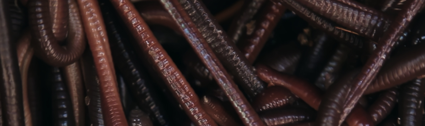 <h1>Minhocuçu</h1><strong>MG, 18 MIN</strong>