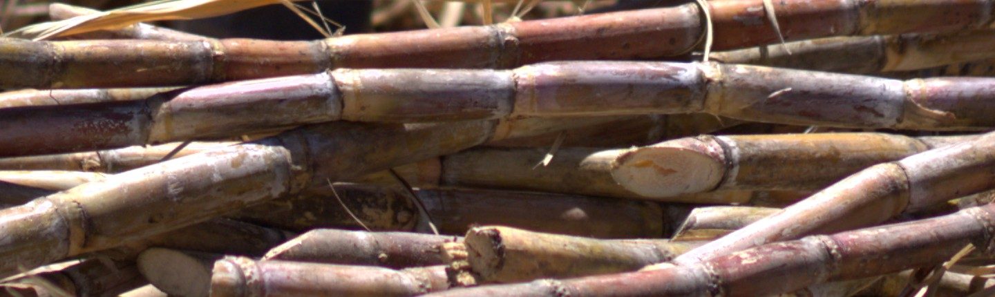 <h1>O ponto do mel</h1><strong>PB / CE / RJ, 21 MIN</strong>